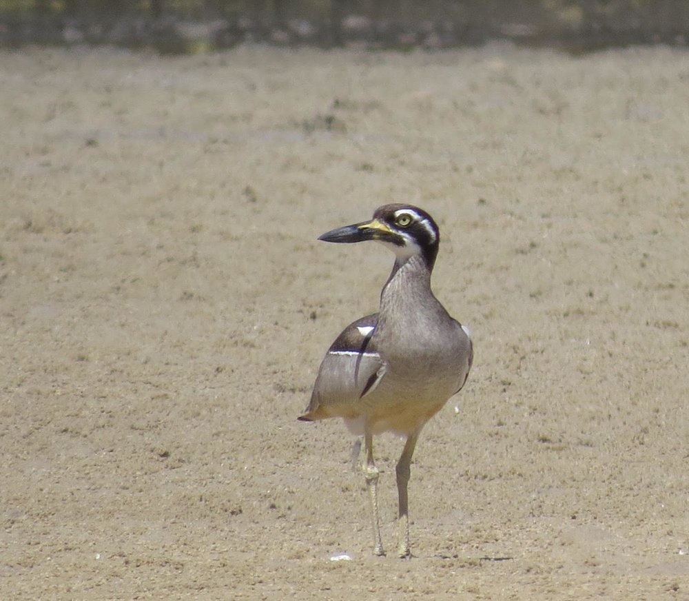 Beach Stone-curlew