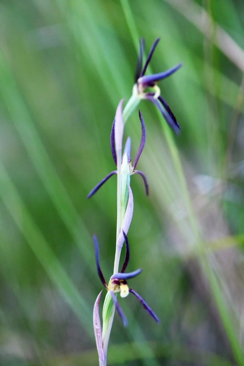 Lyperanthus suaveolens (Brown Beaks) Recorded by Nicholas de Jong, Ulladulla