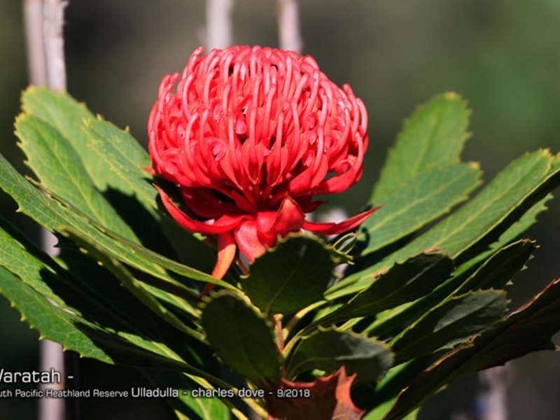 Telopea specialissima (NSW Waratah) Recorded by Charles Dove, Ulladulla