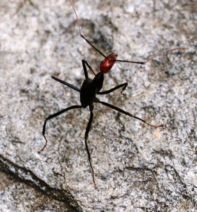 Leptomyrmex erythrocephalus (Spider Ant) Recorded by Maggie, Dignams Creek
