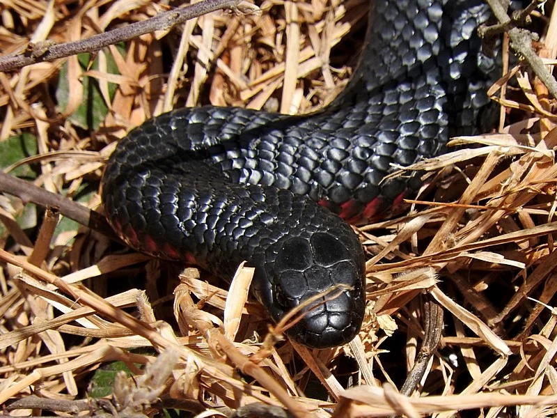 Pseudechis porphyriacus (Red-bellied Black Snake) Recorded by Max Campbell, Bemboka