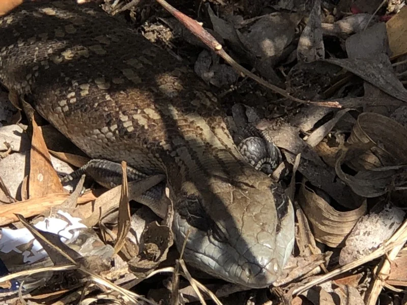 Tiliqua scincoides (Eastern Blue-tongue) Recorded by Libby Hepburn, Merimbula