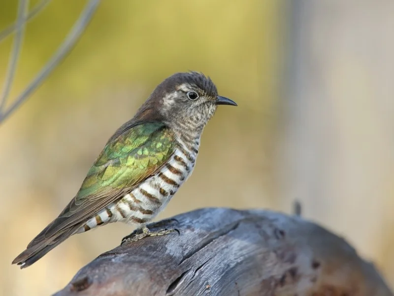Chalcites lucidus (Shining Bronze-cuckoo) Recorded by Leo Berzins, Pambula