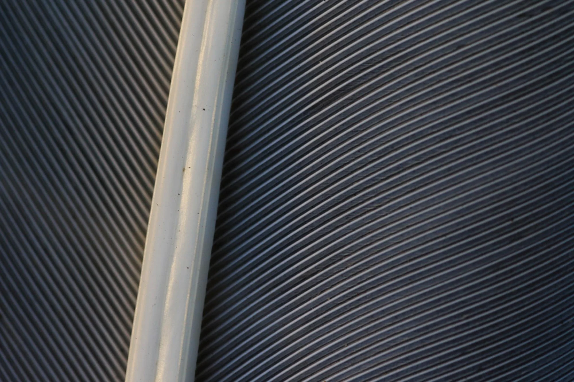 Feather Macro