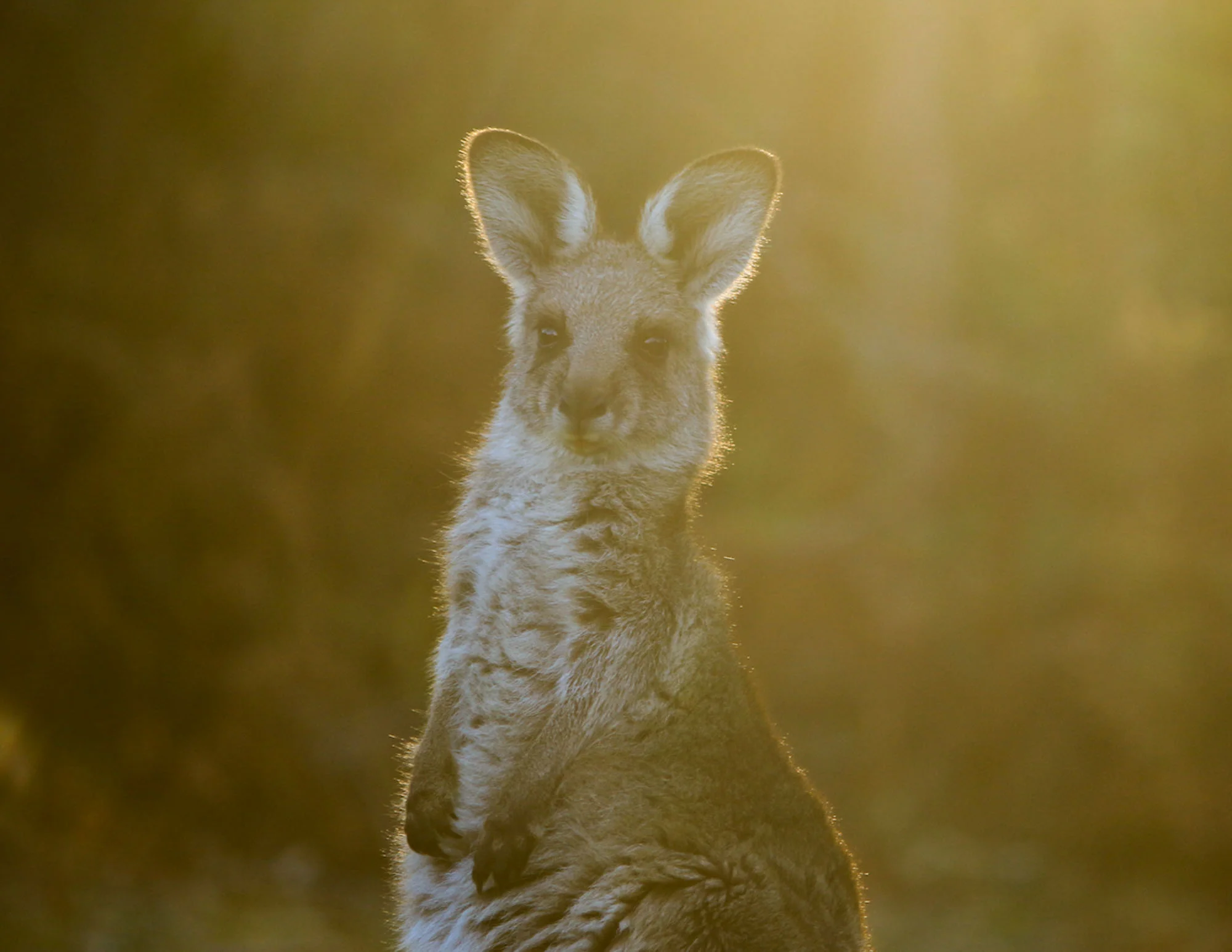 Golden Roo