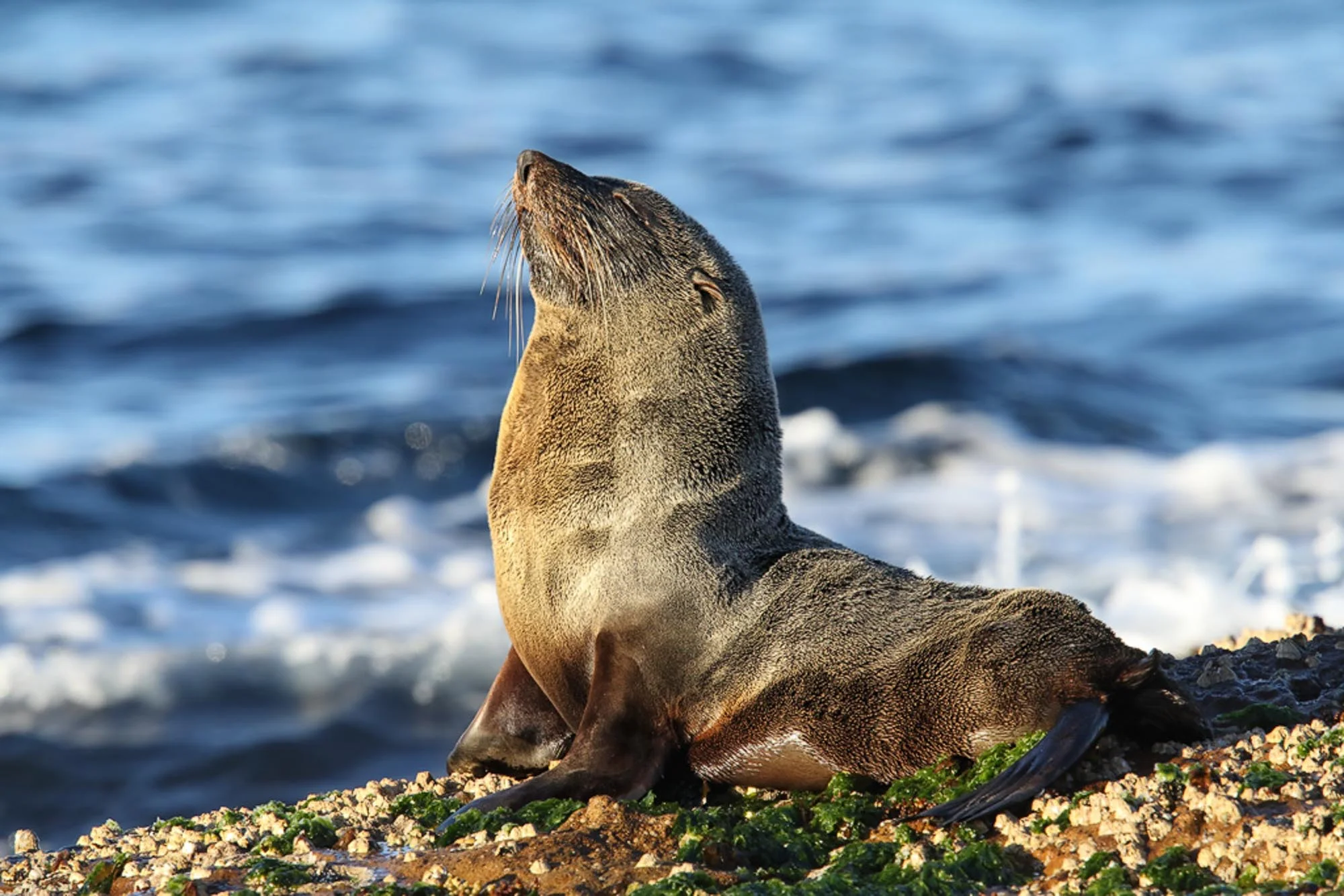 New Zealand Fur Seal