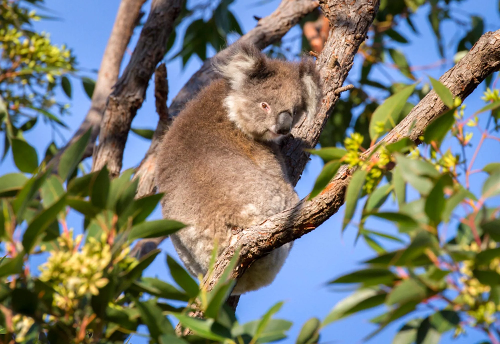 Koala