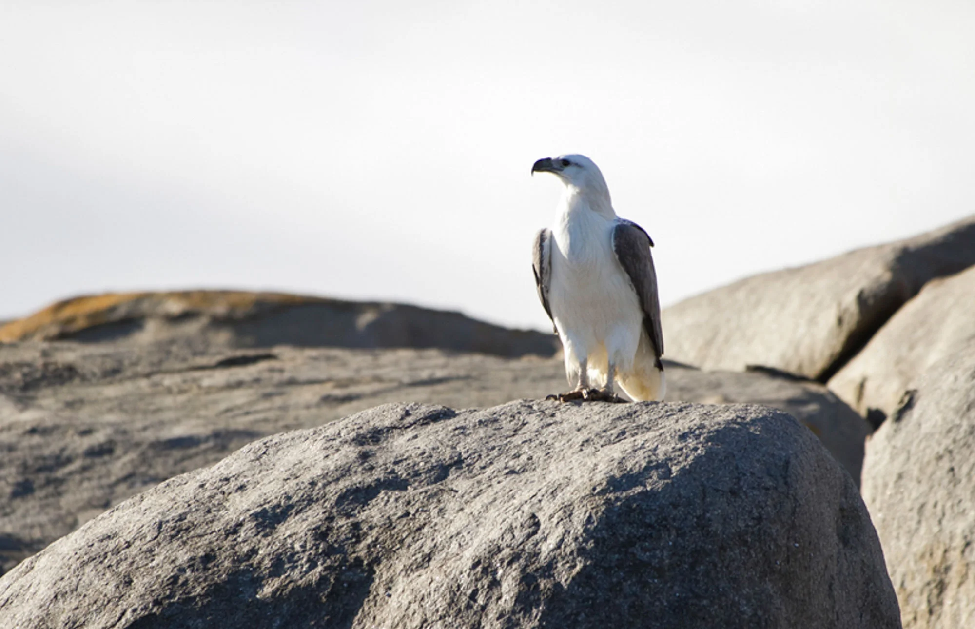 Sea Eagle