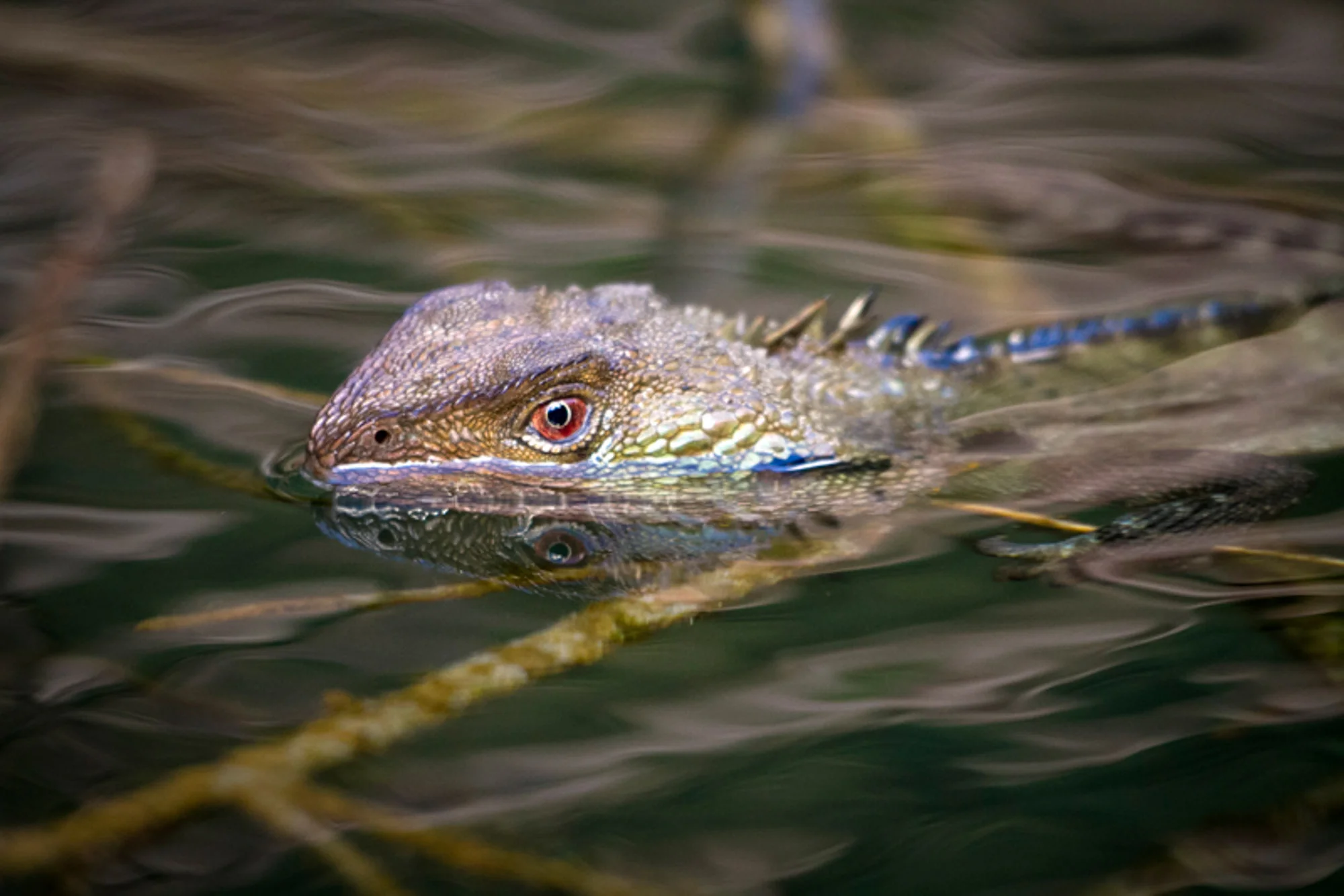 3rd in Category (Terrestrial Vertebrates)