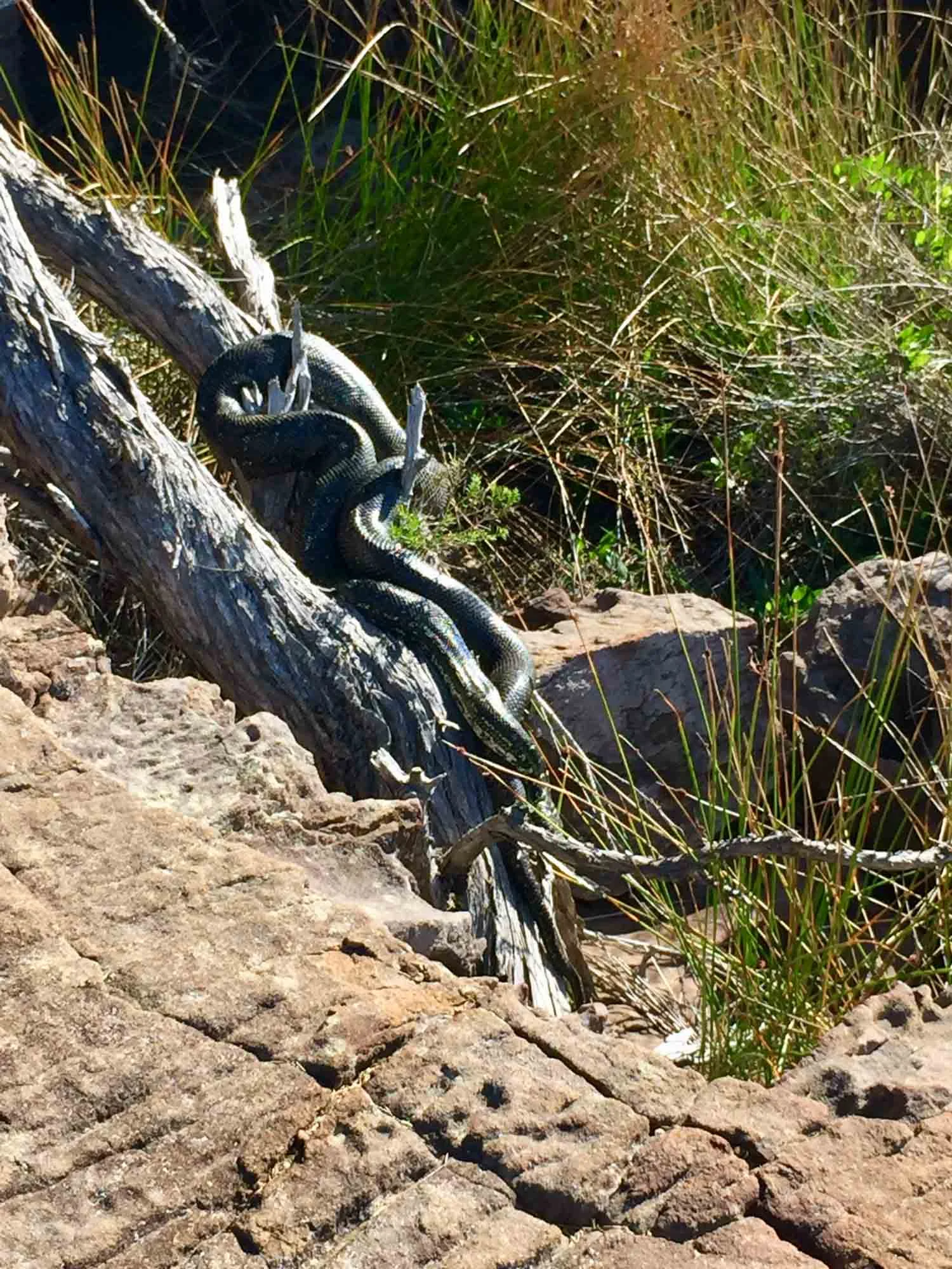 Diamond Python @ Green Cape