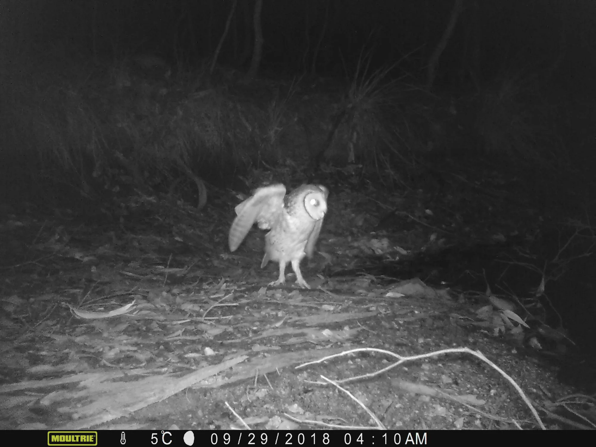 Masked Owl
