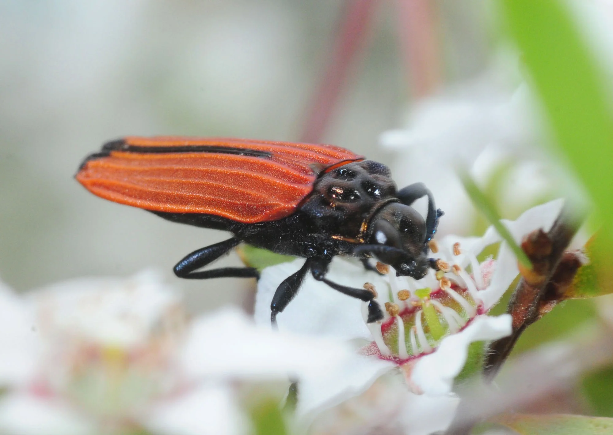 Jewel Beetle ( Castiarina nasata) - note the longer legs and the dimpled ‘shoulders’ (pronotum) Photo: Stuart Harris