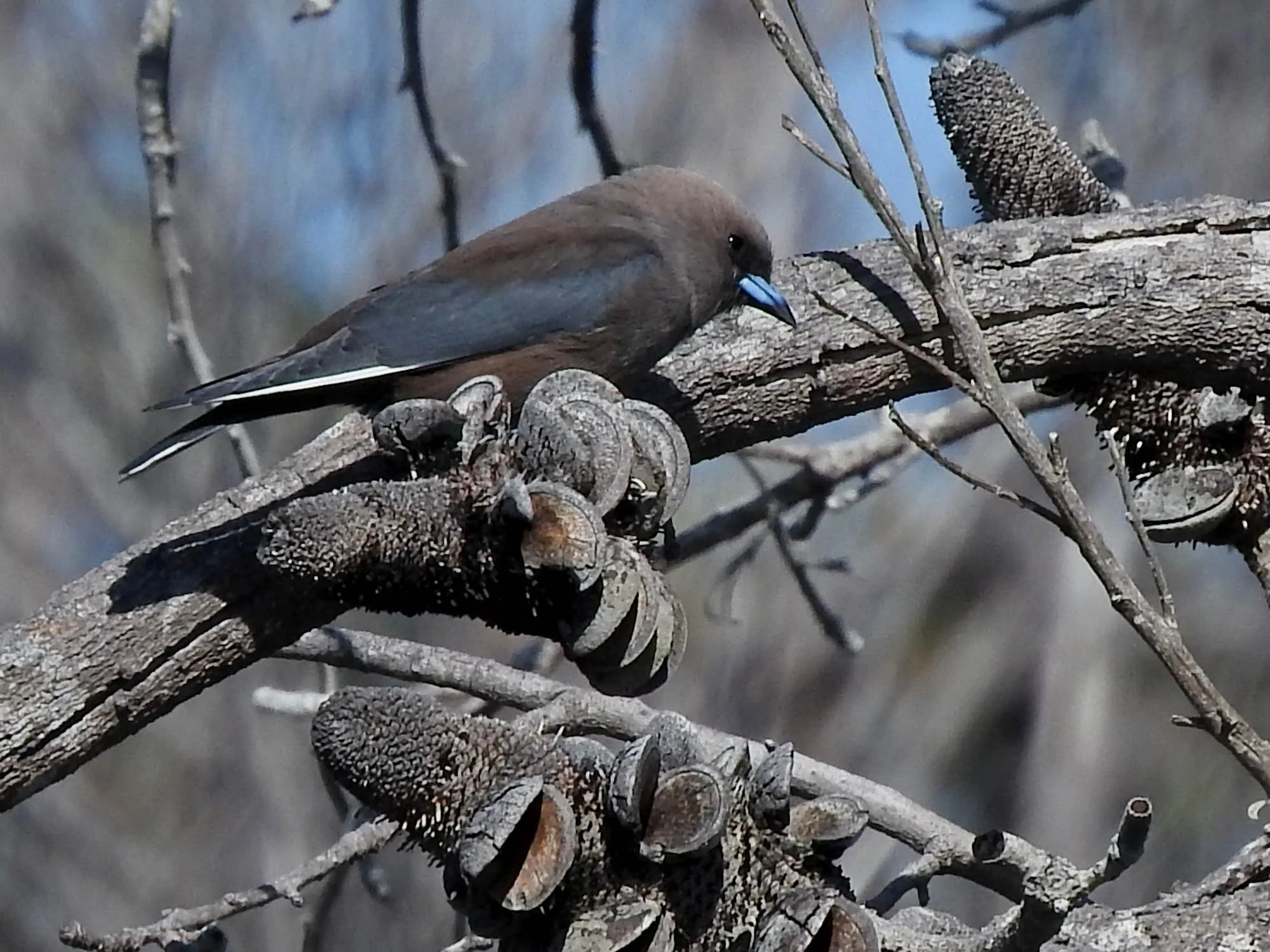 Dusky Woodswallow