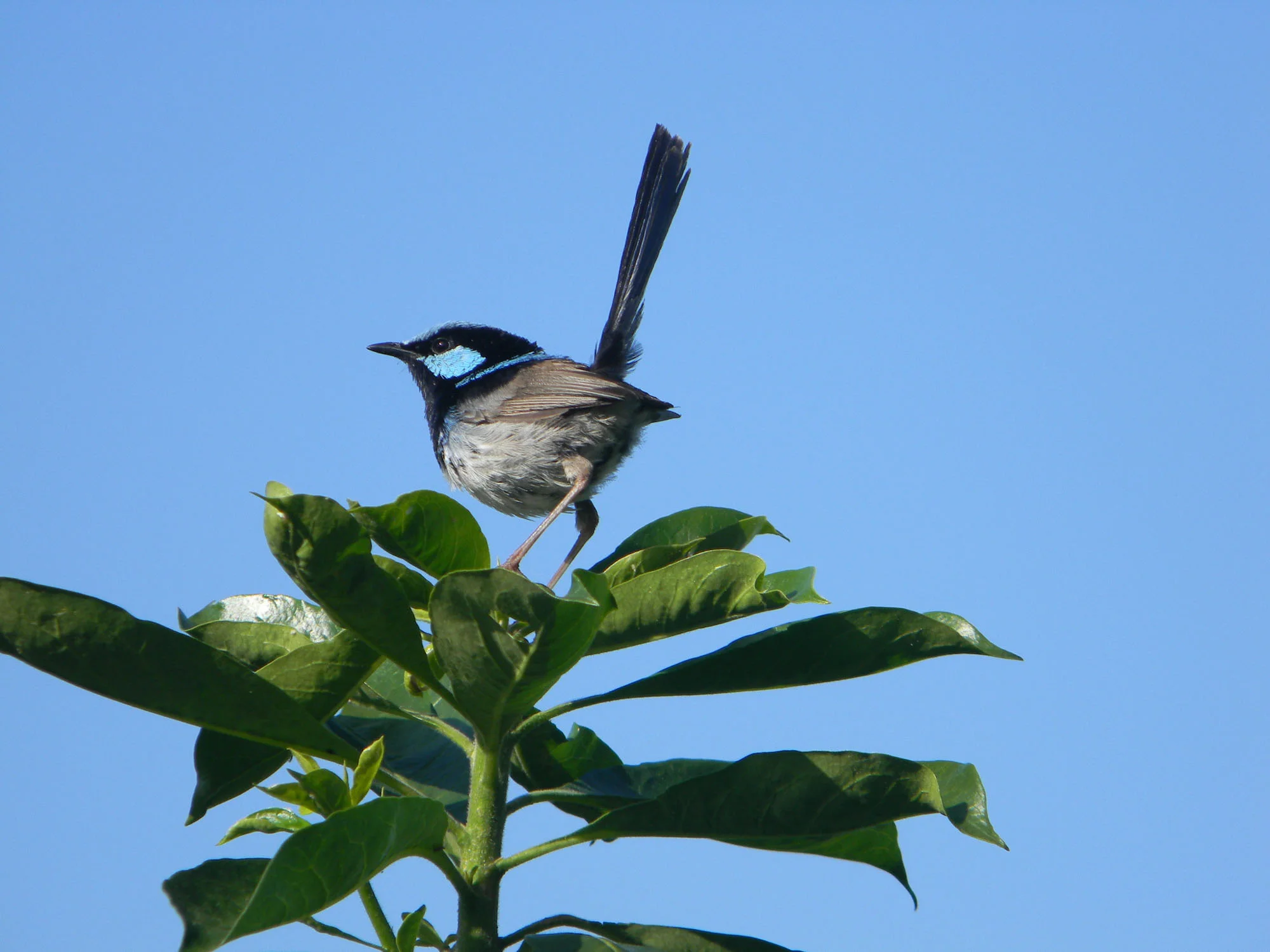 Superb Fairy Wren