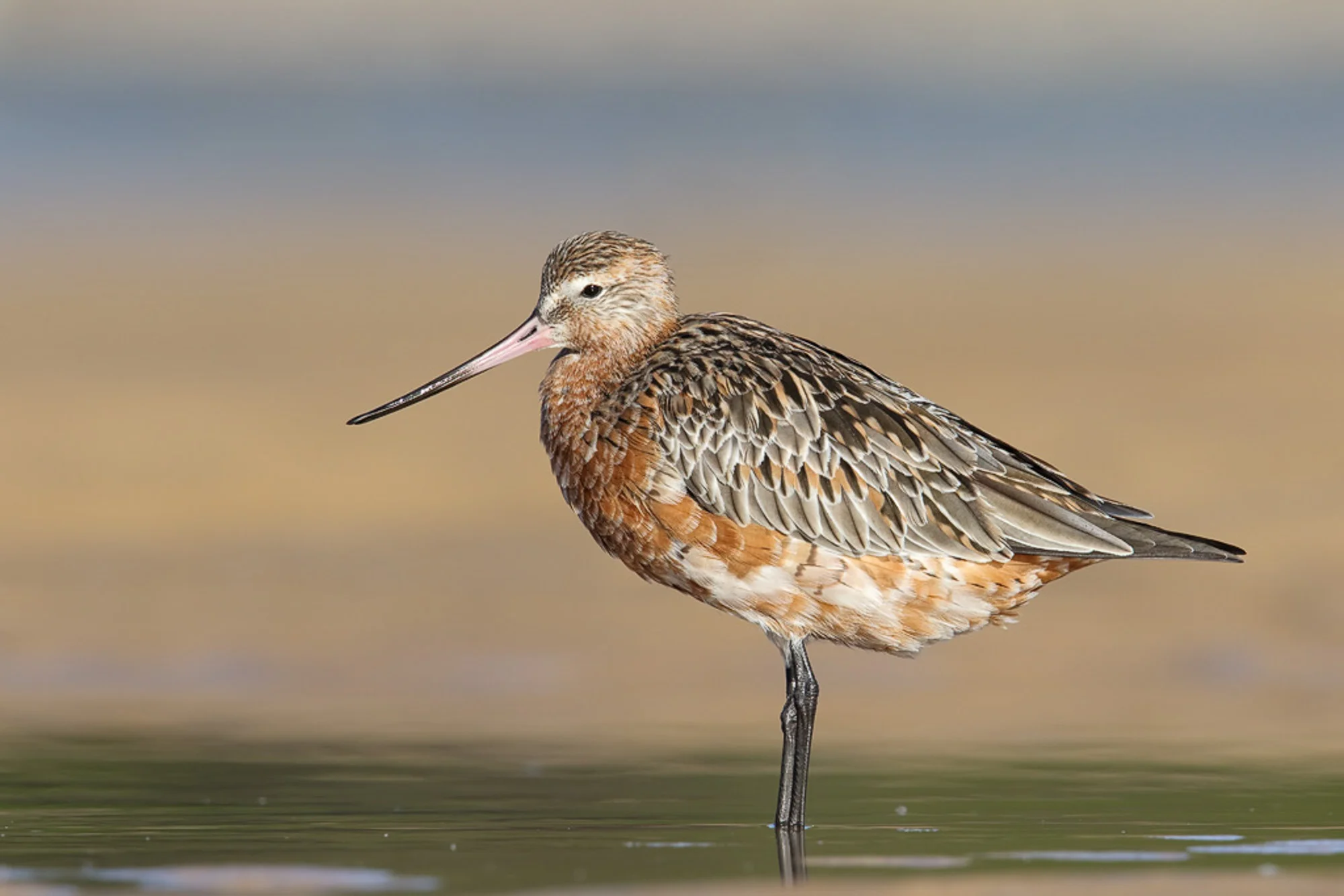 2nd in Category (Birds)