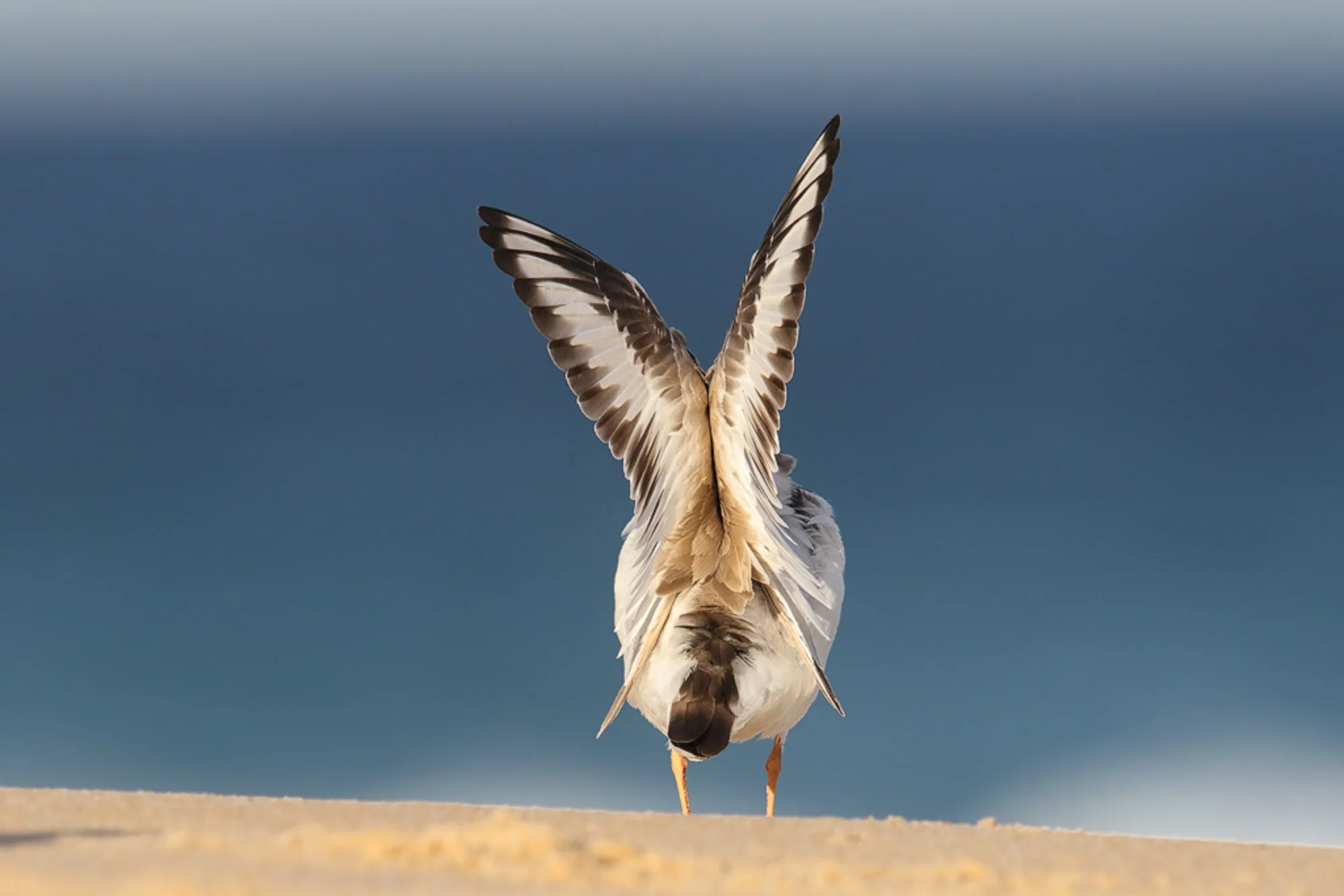 Bird or butterfly?
