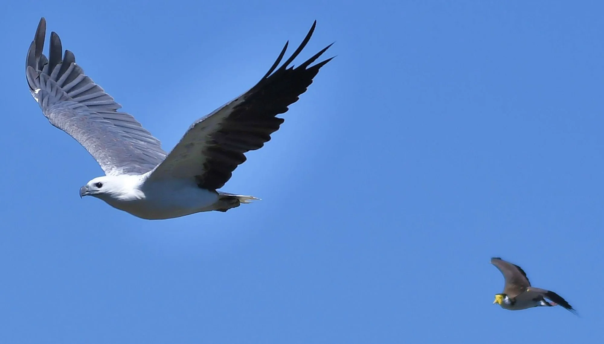 Eagle chase