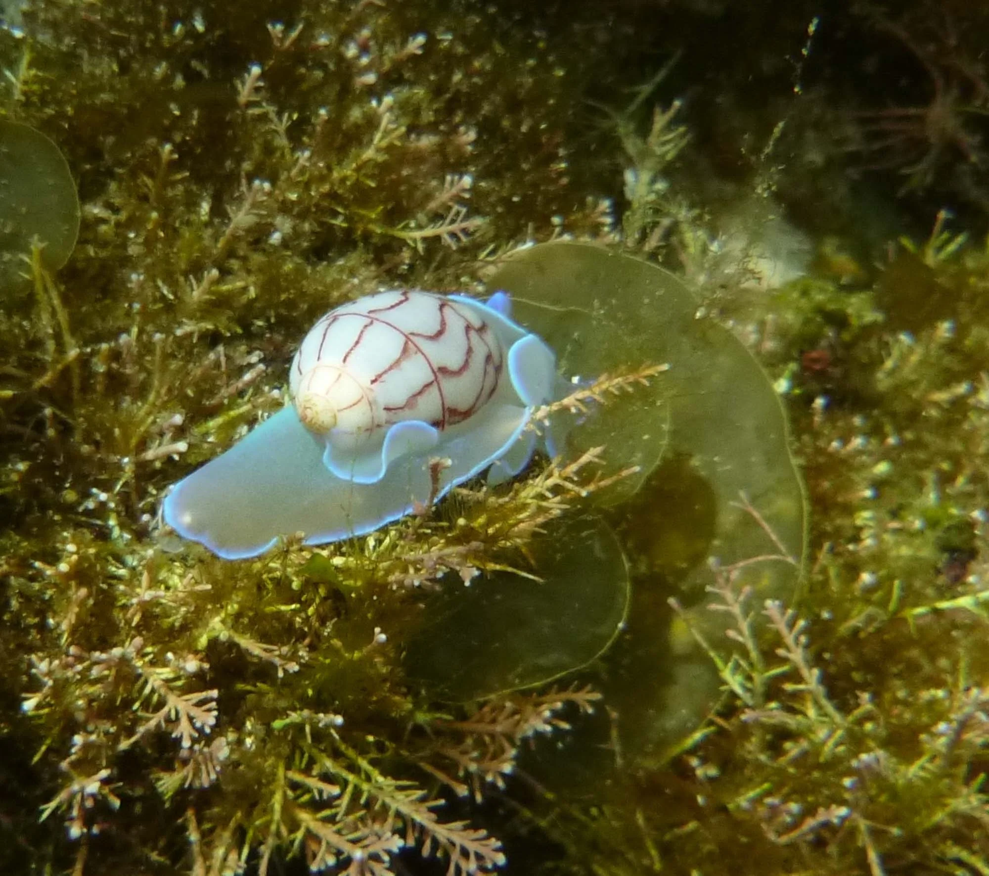 Nudibranch ... Bullina lineata