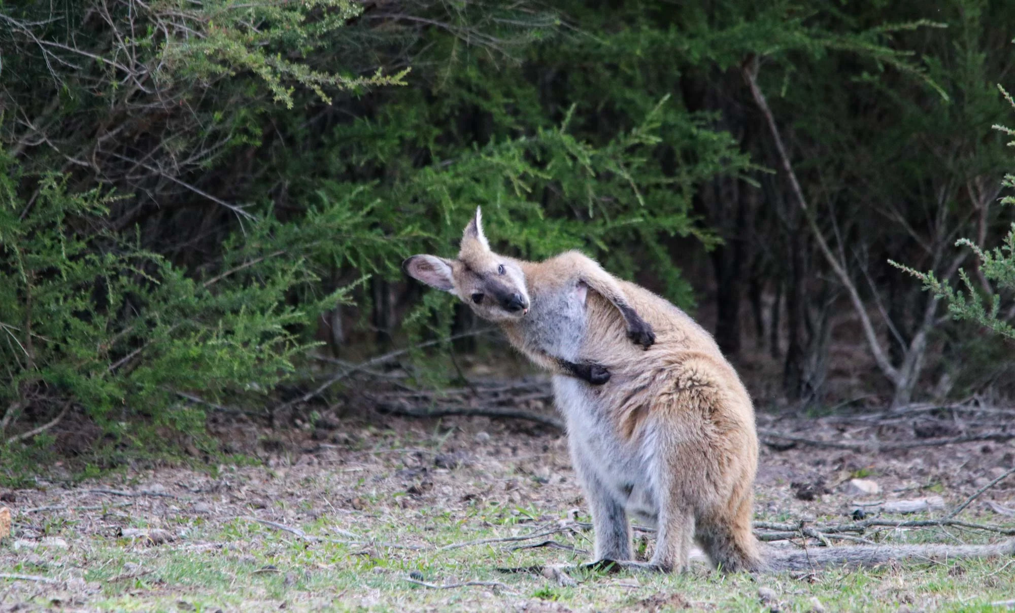 Kangaroo Yoga