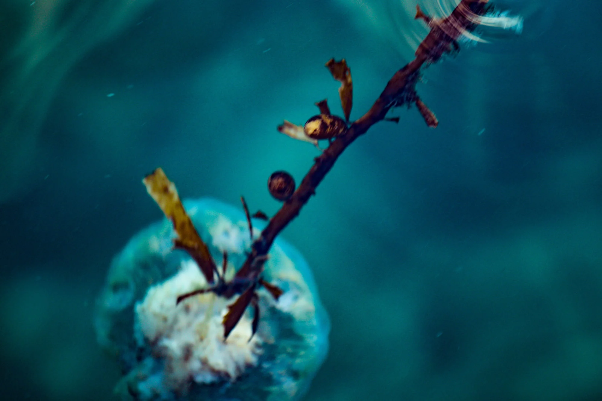 Seaweed and the Jelly