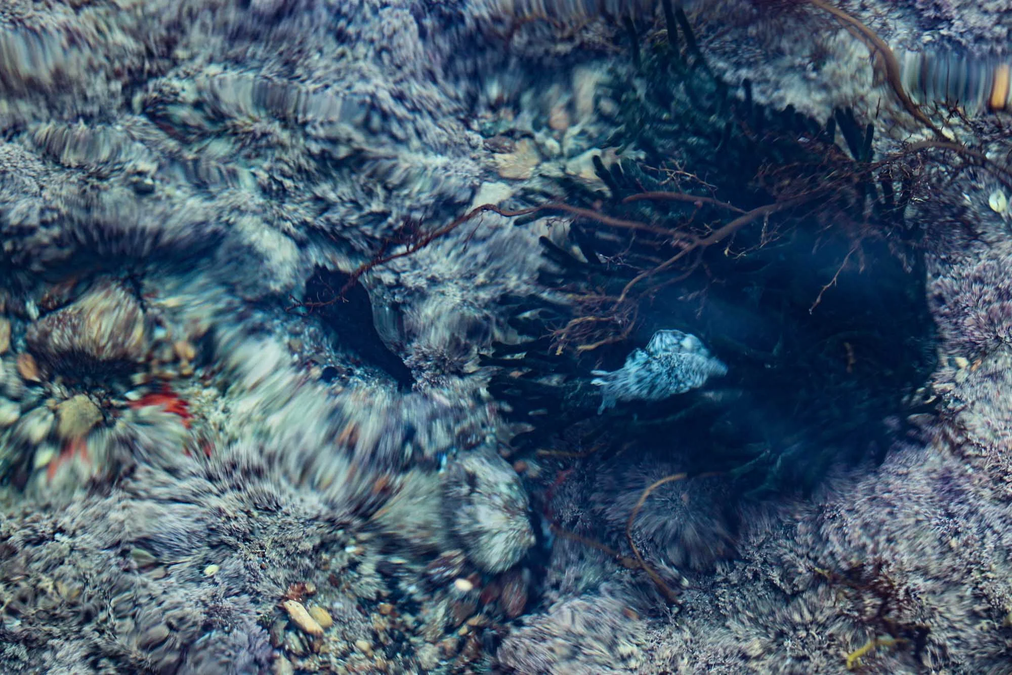 Sea Slugs