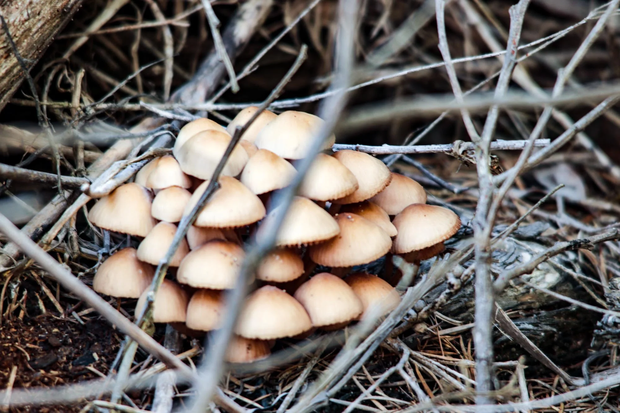 Little Cluster