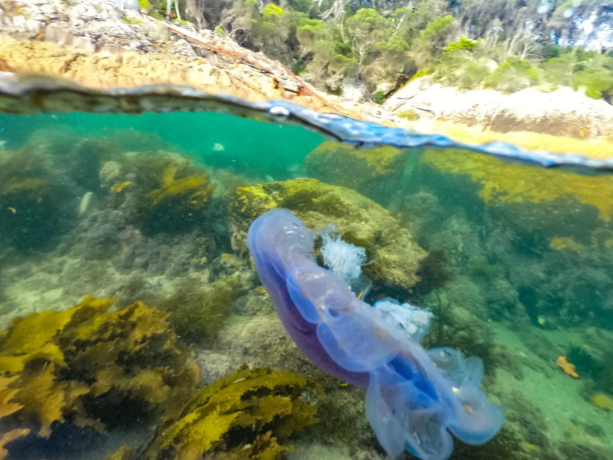 Drifting Jelly