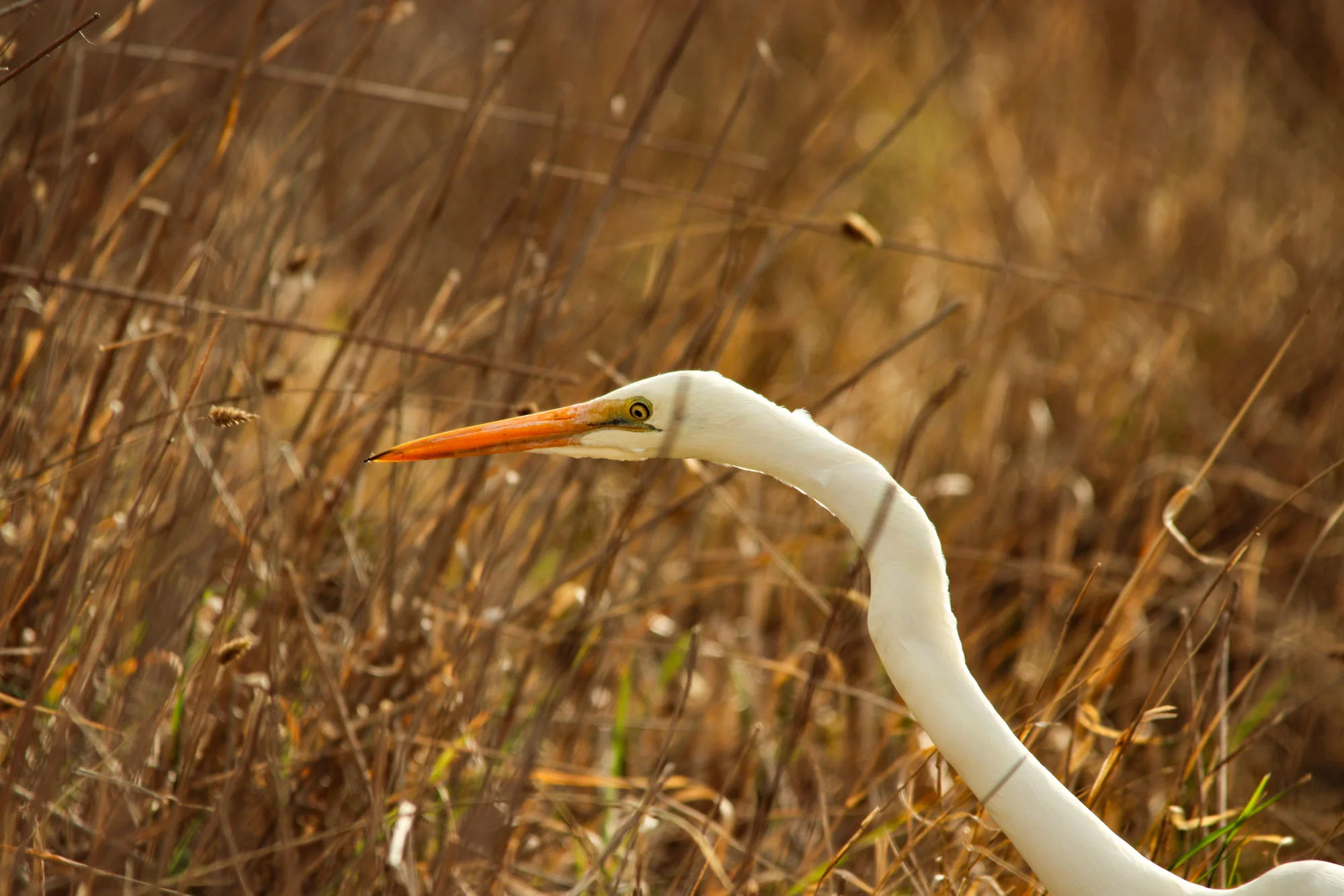 Long Neck