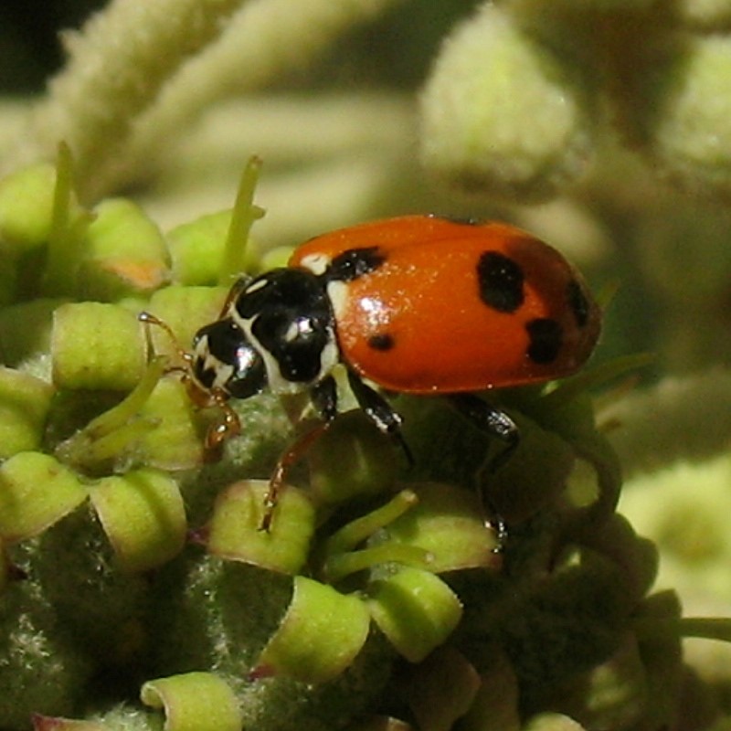 ladybird beetle
