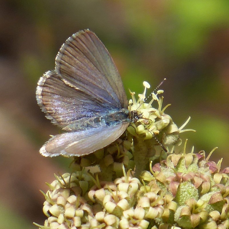 grass blue butterfly