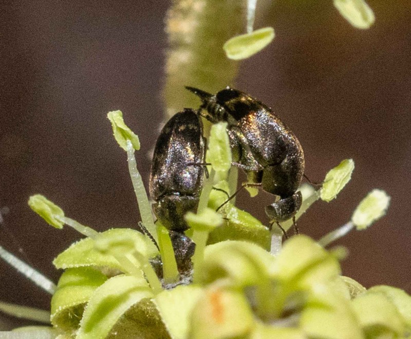 tumbling flower beetles