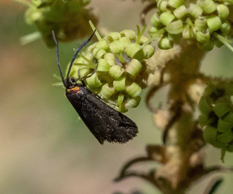 forester moth