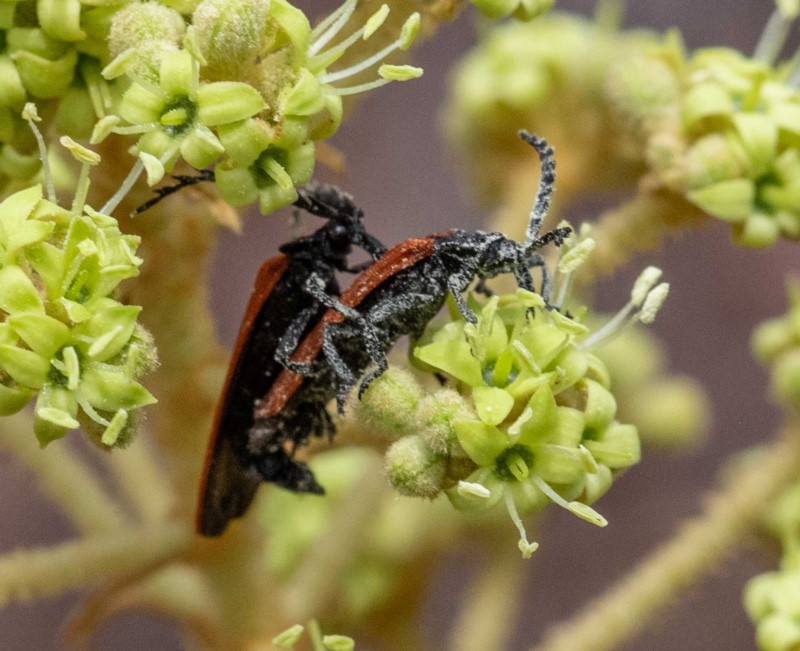 net-winged beetles