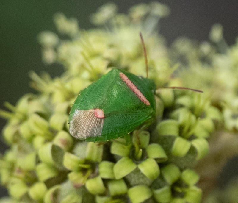 stink bug