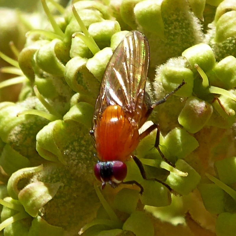 lauxaniid fly