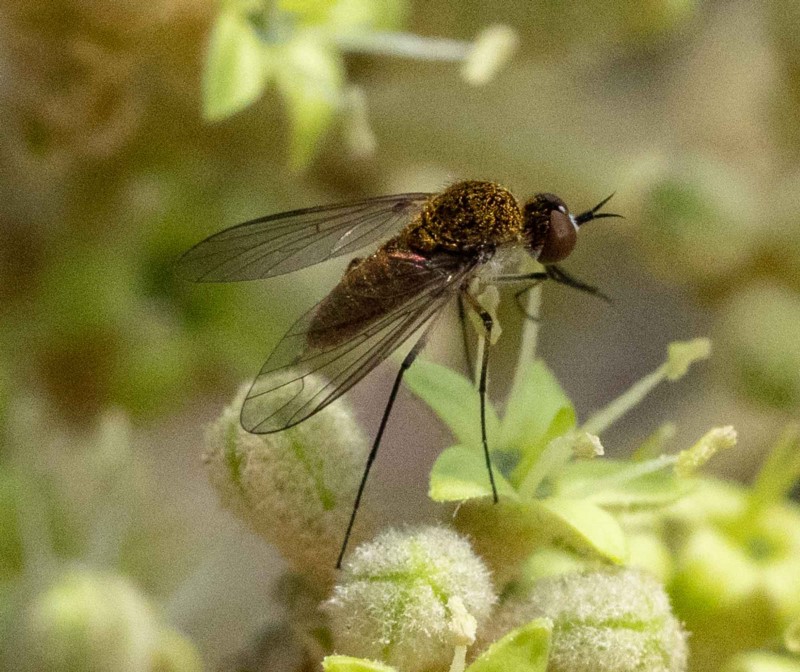 slender bee fly