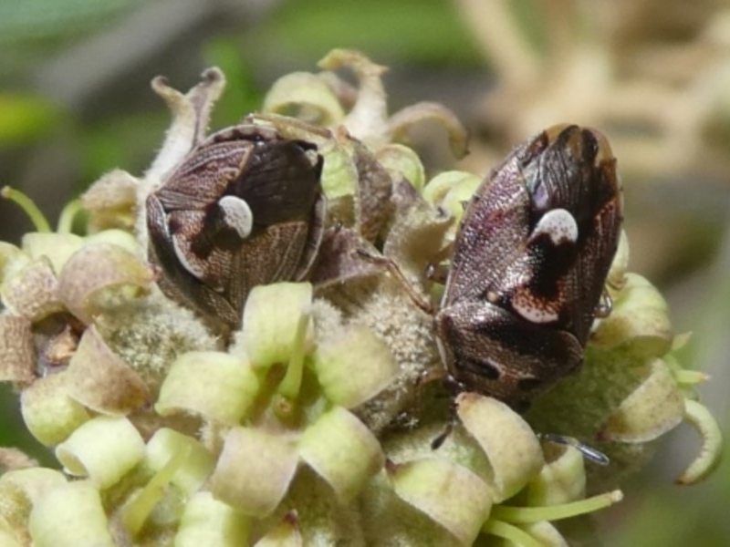 shield bugs