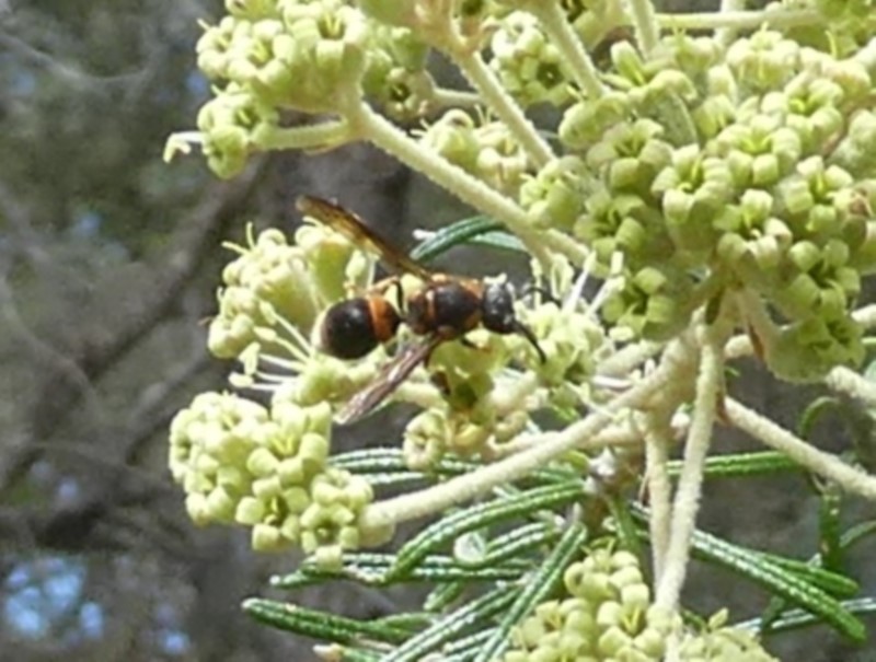 potter wasp