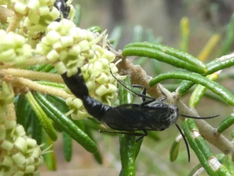 flower wasps