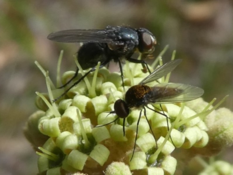 muscid fly (with bee fly)