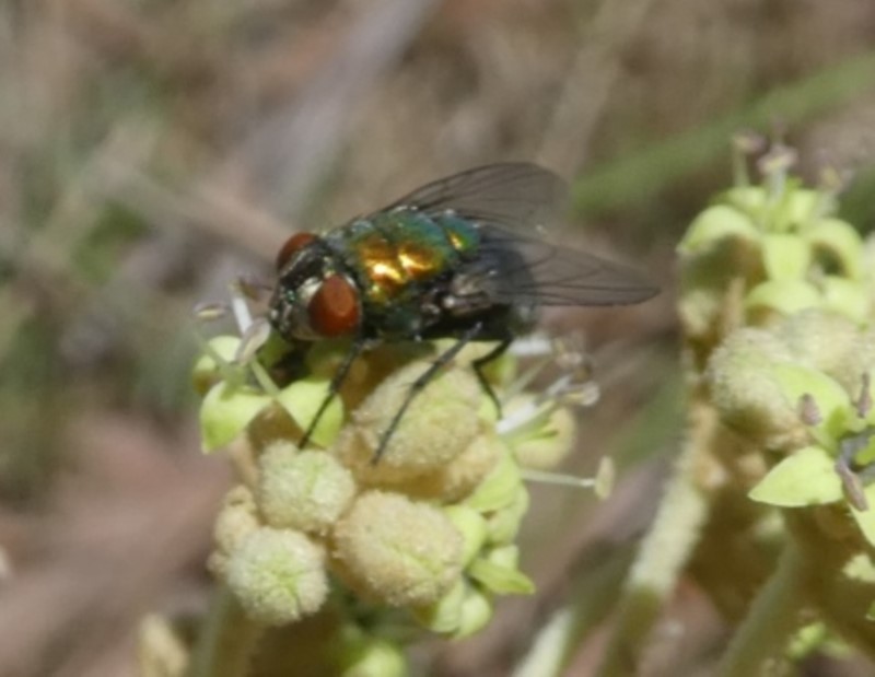 blowfly