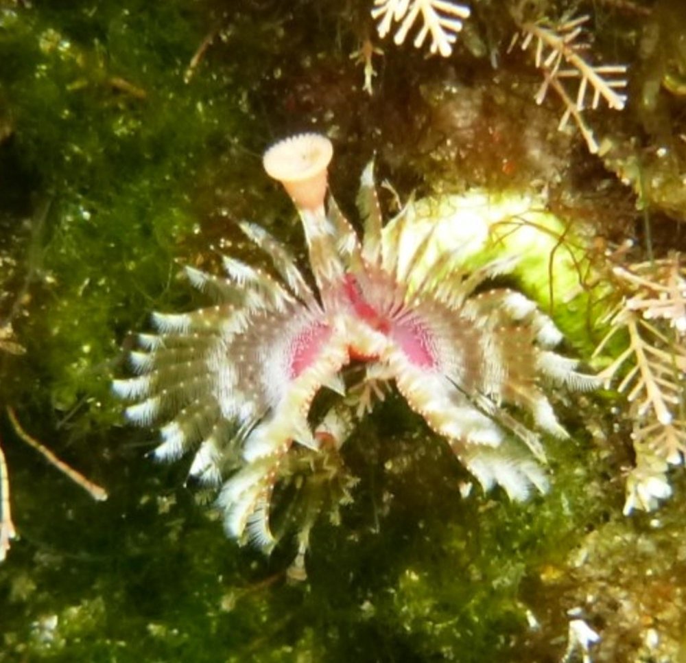 tube worm