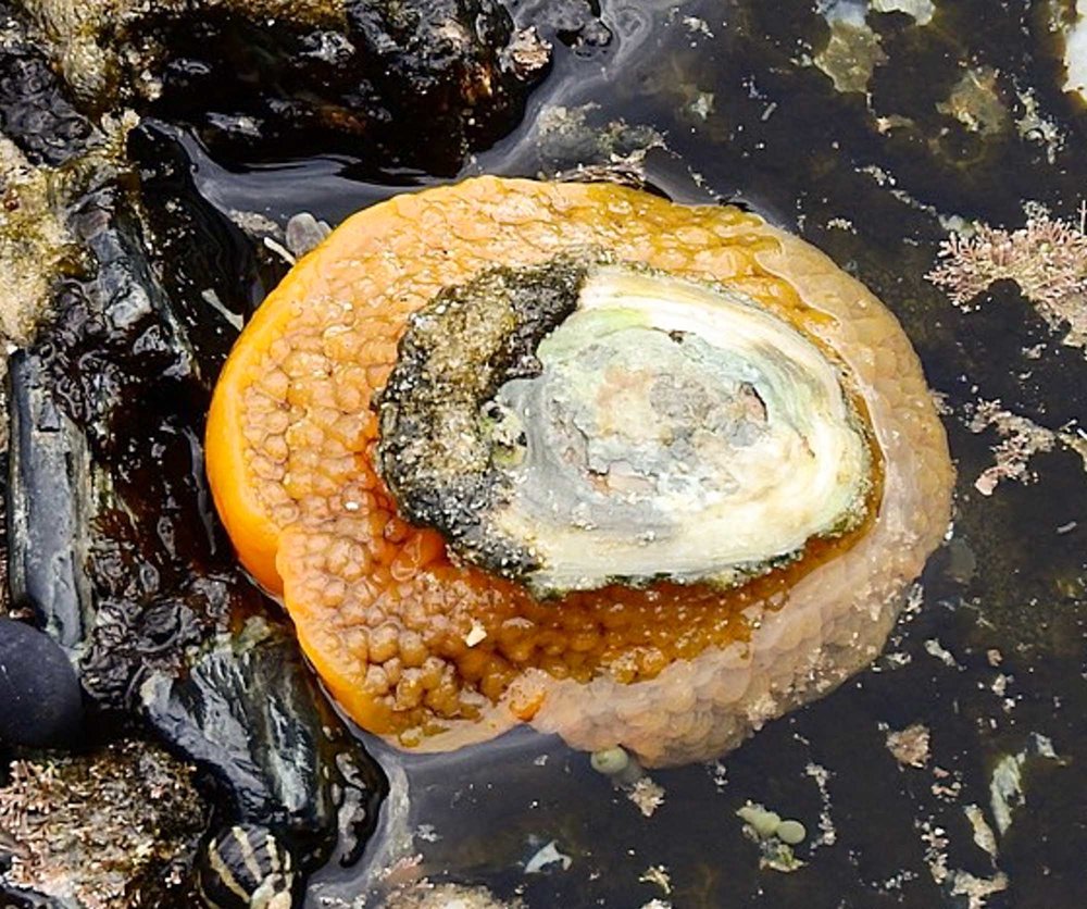 umbrella slug (limpet)