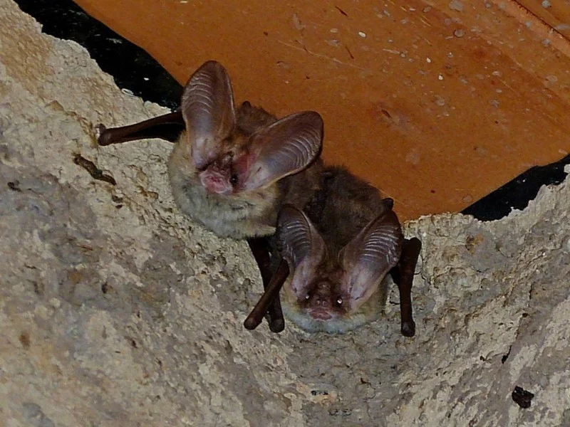 Lesser Long-eared Bats. Recorded by Max Campbell at Brogo