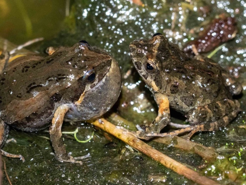 Common Eastern Froglet or ‘Clicking Froglet’ Recorded by Kerri-Lee Harris, Wonboyn