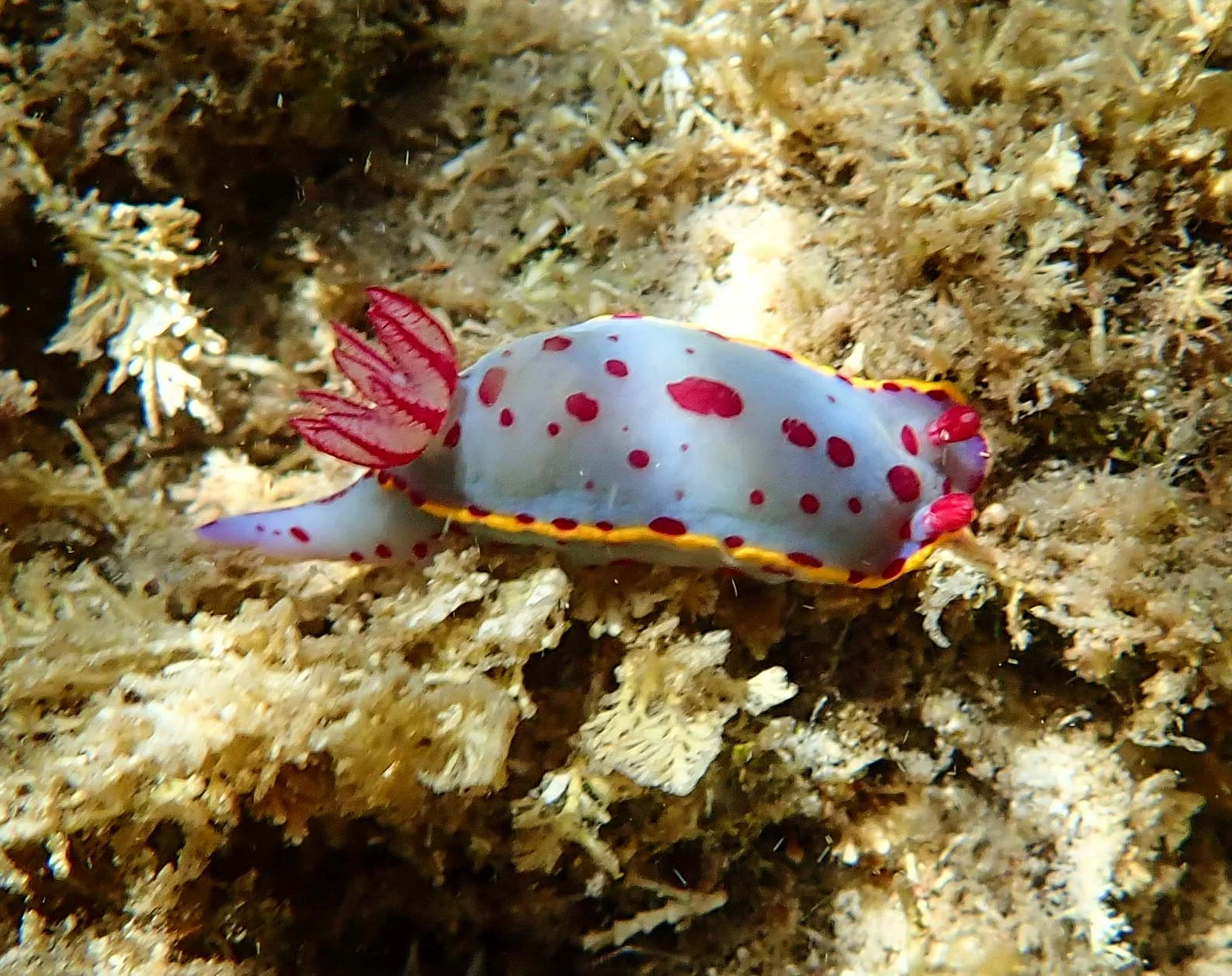 Seen while snorkelling in Bittangabee Bay, 4th January (Photo: Paul Whitington)