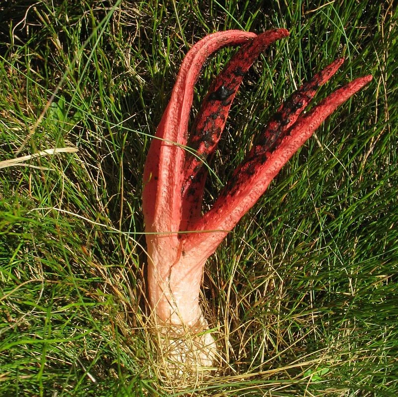 Clathrus archeri (Seastar or Octopus Stinkhorn) … view sighting by Jackie Miles (ALCW)