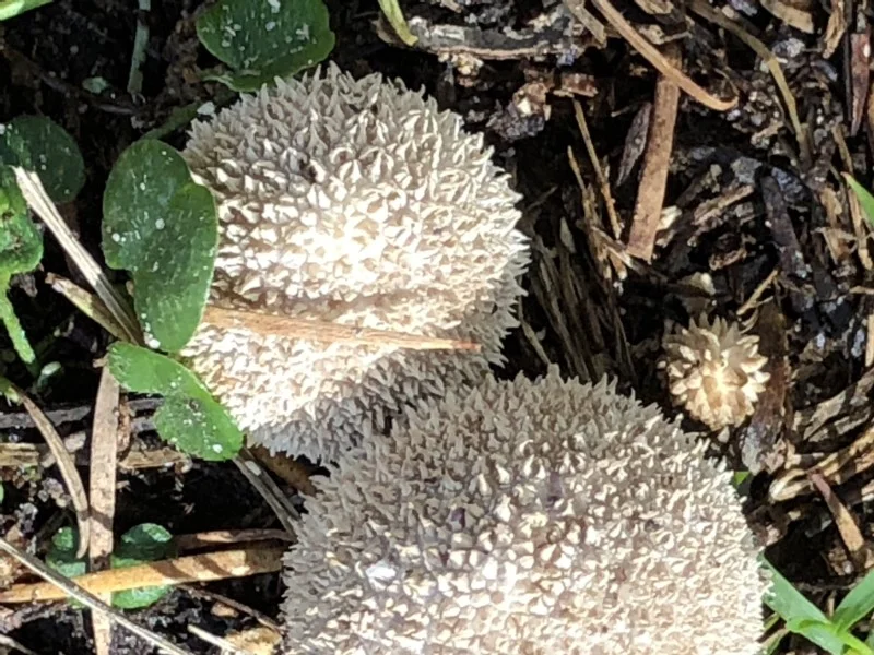 Lycoperdon sp … view this sighting by Libby Hepburn (ALCW)