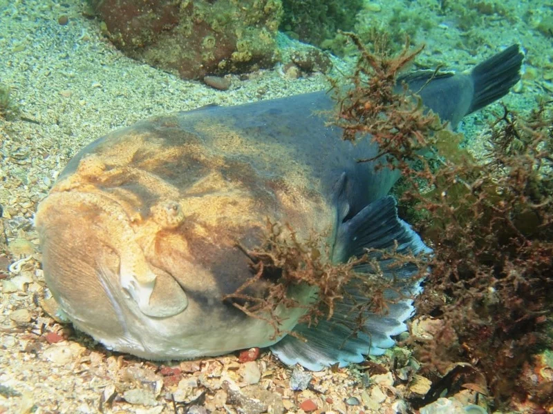Kathetostoma laeve (Common Stargazer) … view sighting by Rick Carey (ALCW)