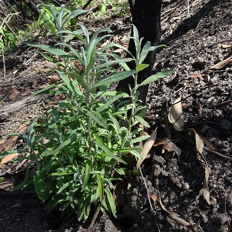 Ozothamnus argophyllus (Spicy Everlasting) … view record by Jackie Miles (ALCW)
